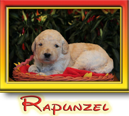 Rapunzel goldendoodle puppy