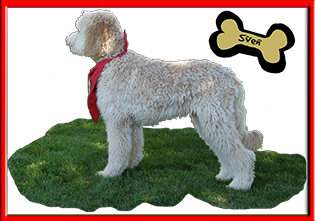 Sven is a terrific goldendoodle dad